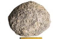 F 08885
<br/>
<br/>
<em></em>